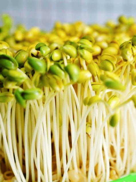 豆芽旧版缩略图