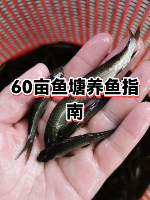 喜欢养鱼男生的特征