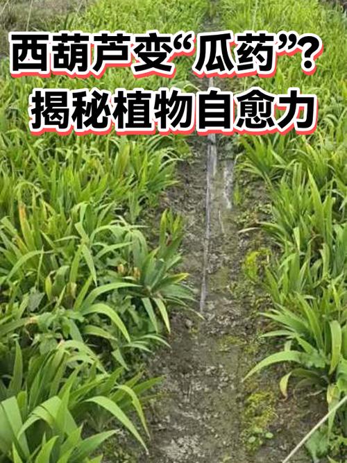 什么植物可以自我修复游戏截图