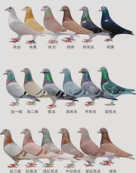 麒麟花鸽最忌三种配对