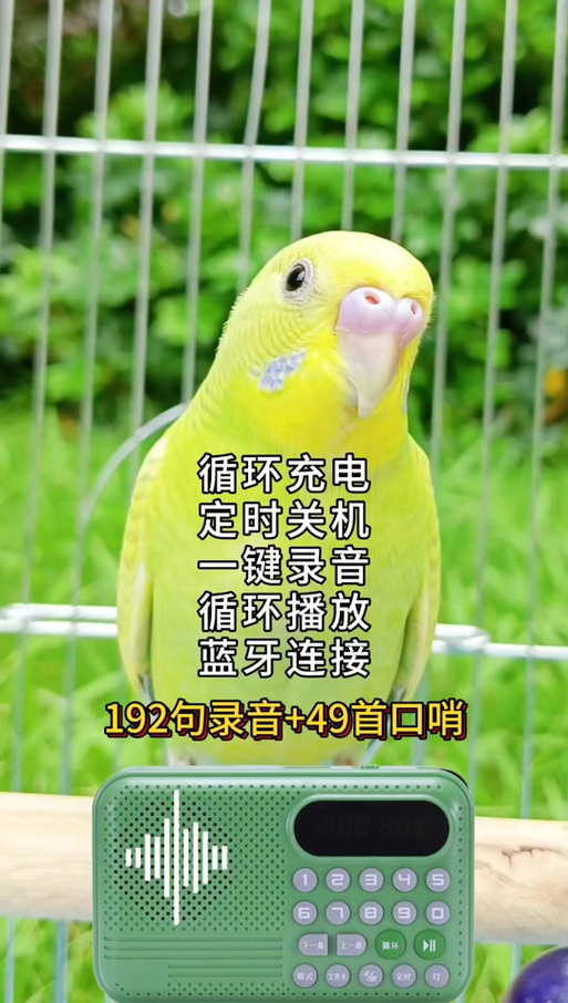 鹦鹉学说话语音下载图标
