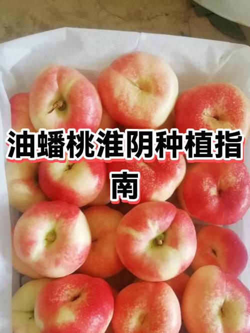 蟠桃和什么不能一起吃缩略图