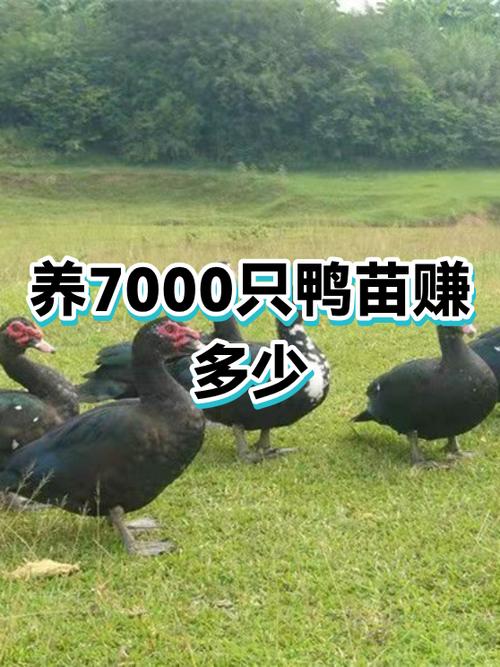 养鸭赚赚游戏截图