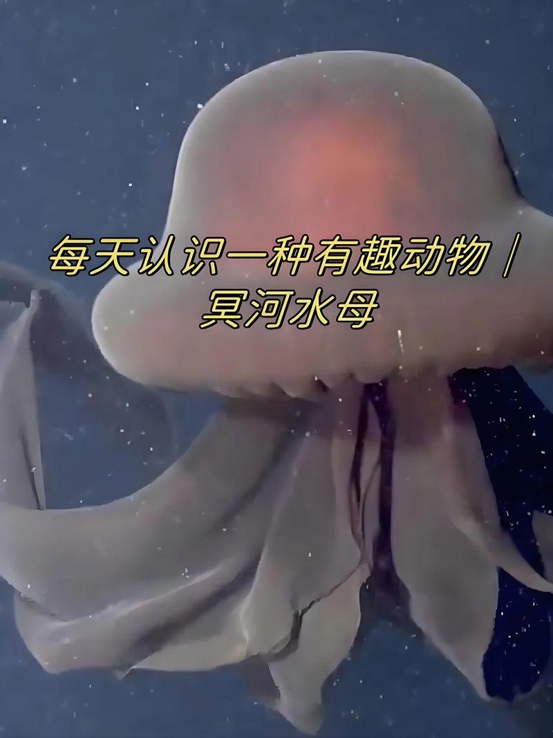 水母头和脚分离了是怎么回事