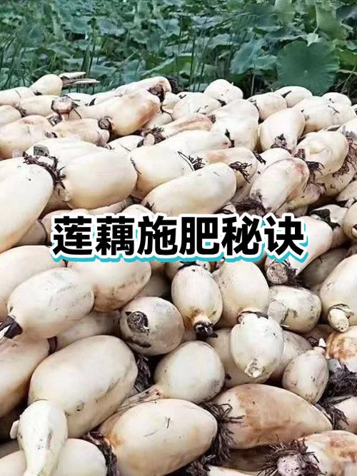 莲藕最忌三种肥料图标