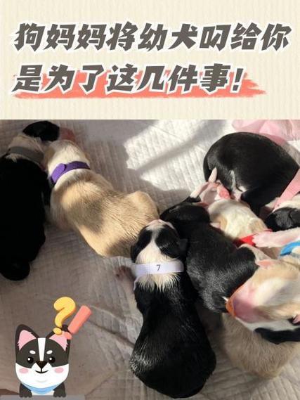 叼和叨有啥区别缩略图