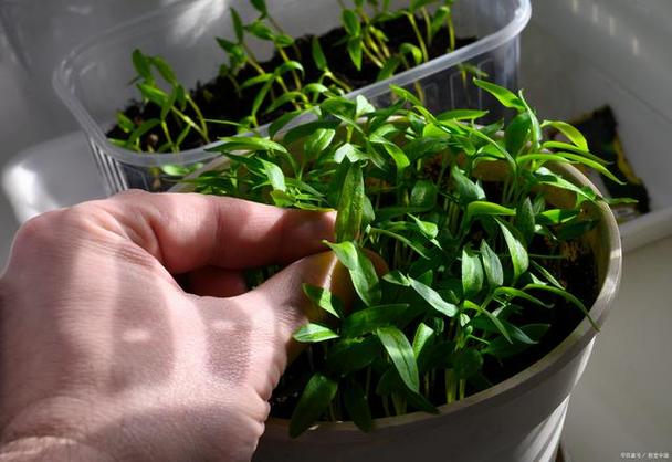 茶叶水可以浇哪些植物