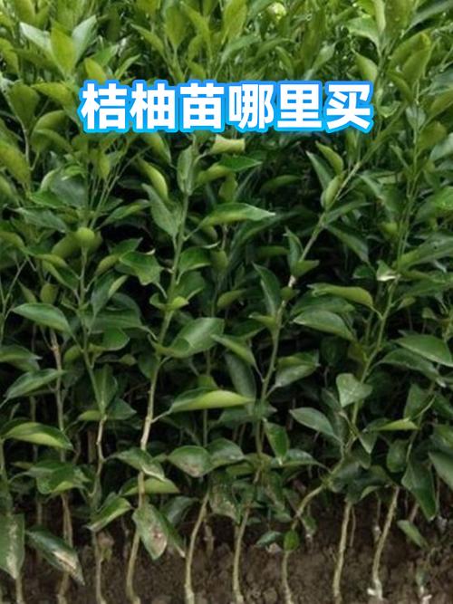 桔柚果平台靠谱吗缩略图