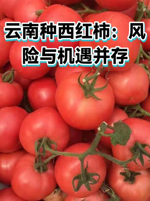番茄畅所有风险吗图标