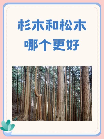 杉树和松树的区别缩略图