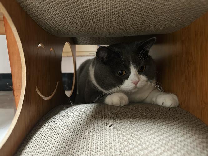 猫咪躲猫猫缩略图