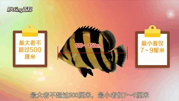 虎鱼多少钱一斤市场价缩略图