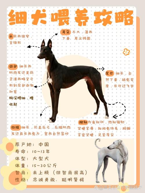 哮天犬v15直装卡密多少缩略图