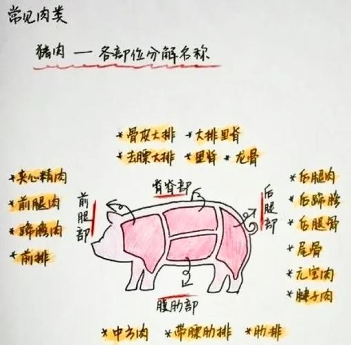 梅花肉在猪的什么位置上