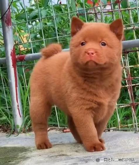 顶级五红犬图片