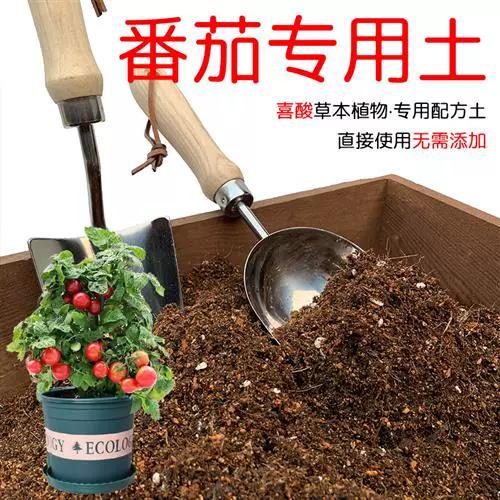 盆栽番茄用什么土缩略图