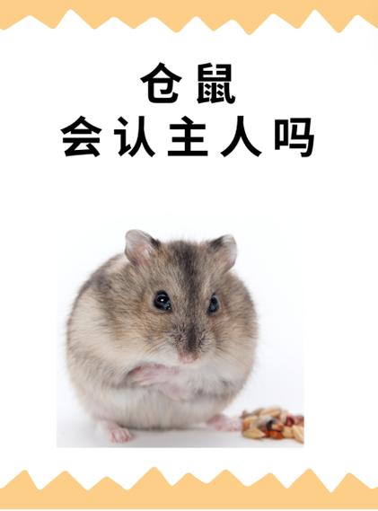 小仓鼠会认主人吗缩略图