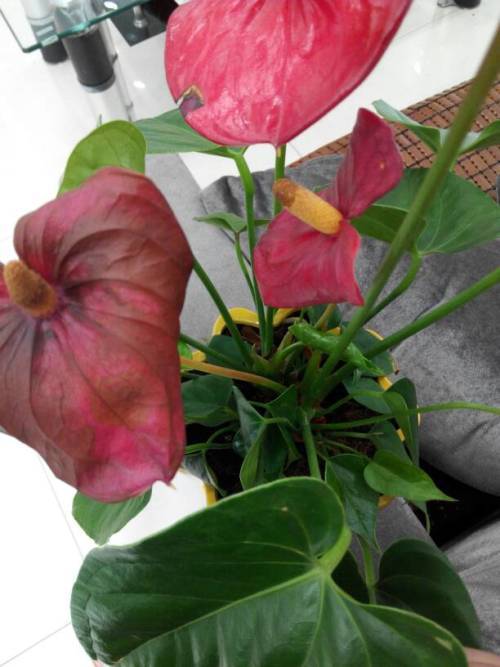 红掌花花朵发黑枯萎缩略图