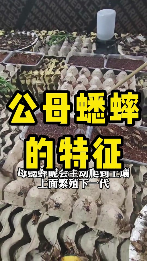 雄蟋蟀和雌蟋蟀区别图标