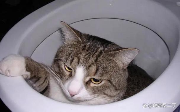 猫晚上能憋住大小便吗
