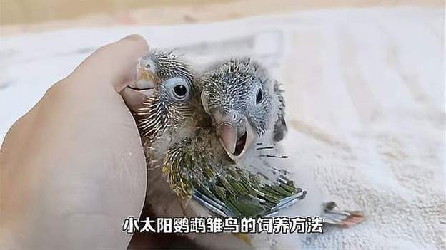 雏鸟tv缩略图