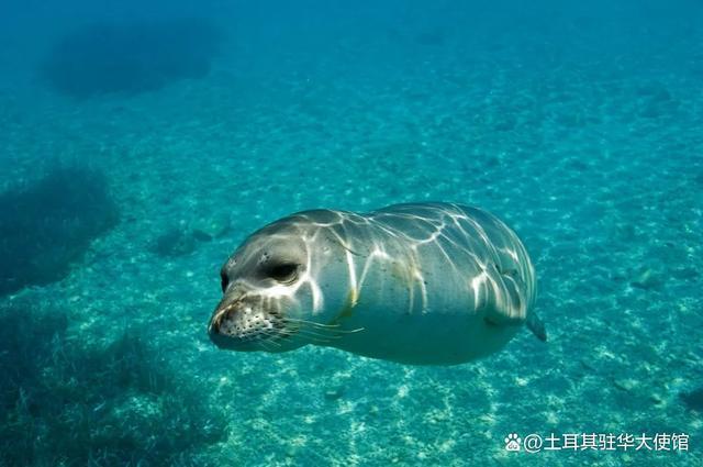 seal是什么动物游戏截图