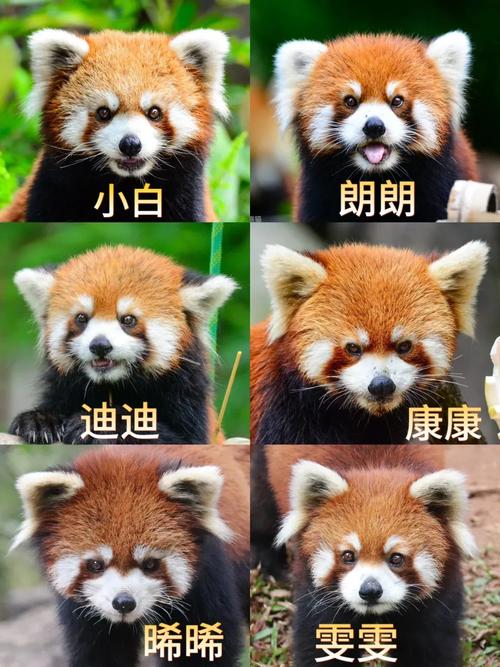 小熊猫品种缩略图