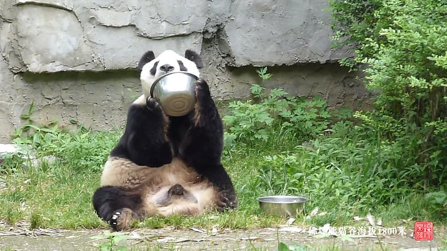 猫熊和熊猫的区别缩略图