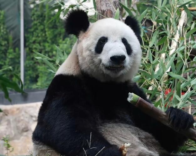 大熊猫丫丫简介游戏截图
