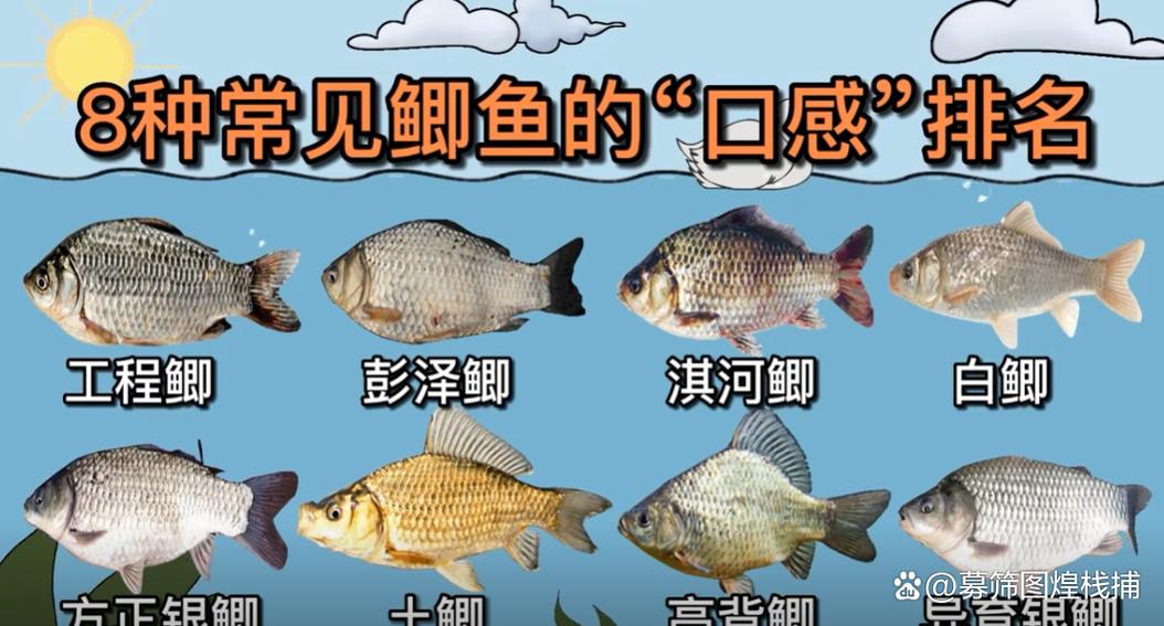 鲫鱼品种图片大全大图缩略图