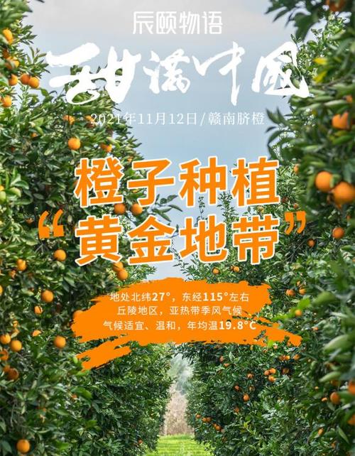 采摘橙子广告词朋友圈缩略图
