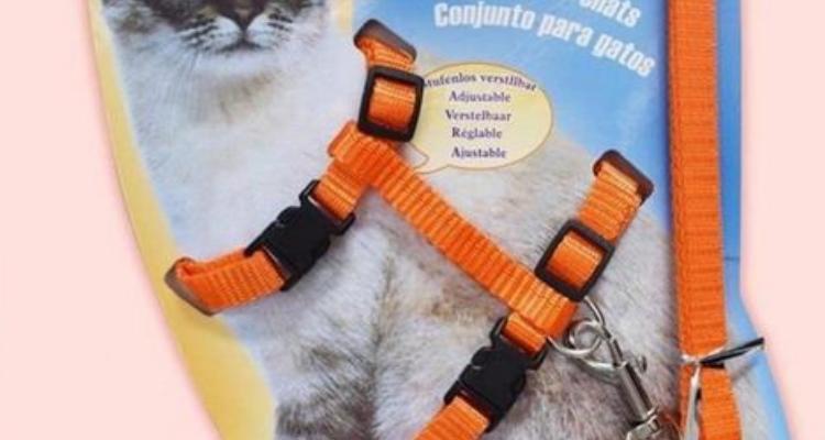 猫绳子的正确使用方法缩略图
