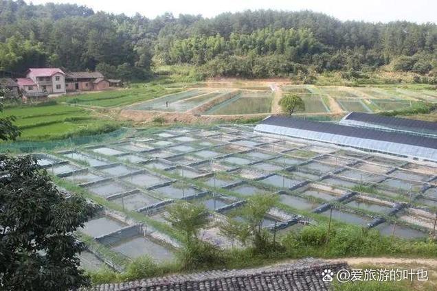 农村致富项目养殖缩略图