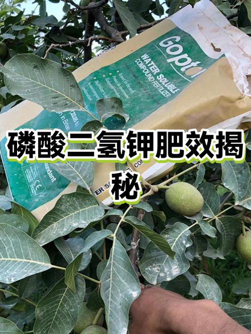 磷酸二氢钾肥料的作用与功效