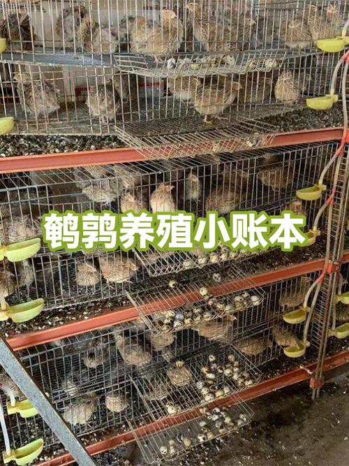 室内养鹌鹑的害处缩略图