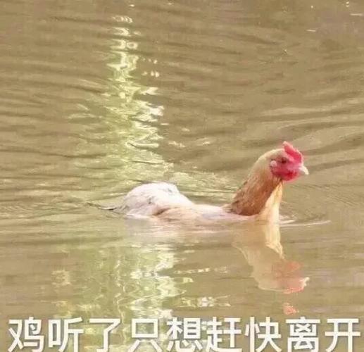 一些有趣的表情包图标