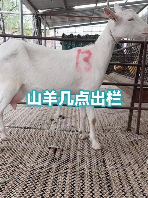 山羊养殖成本和利润
