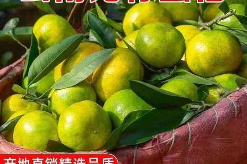 蜜桔视频官网版下载缩略图