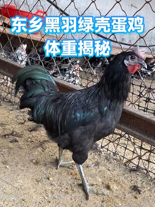 绿壳蛋鸡缩略图