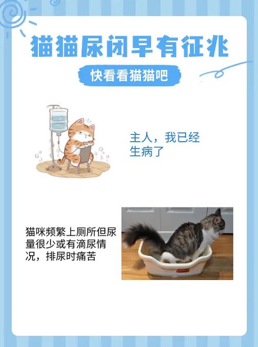 猫咪尿闭症状及表现缩略图