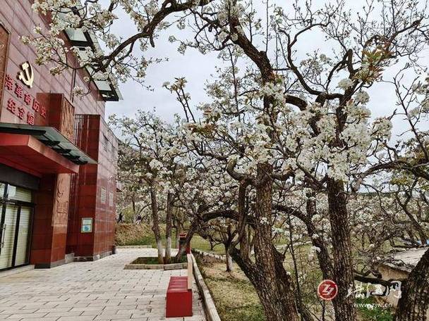 河南广播电视台梨园频道游戏截图