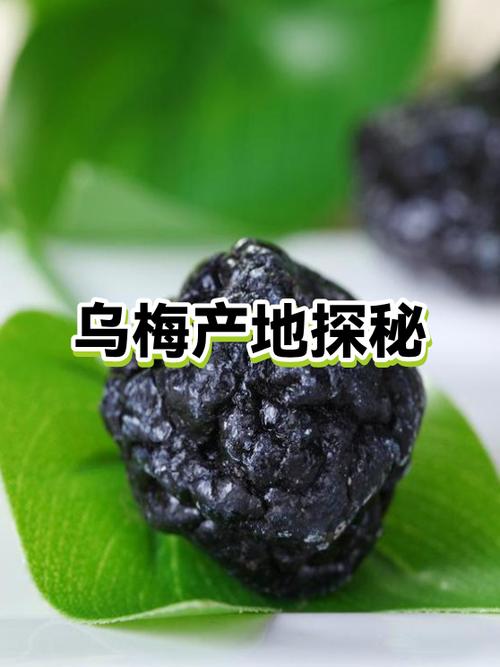 乌梅10克量大吗
