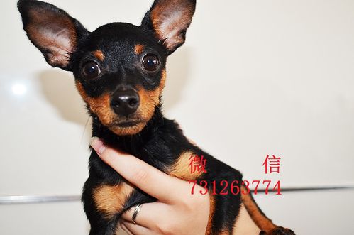 鹿狗多少钱一只幼犬缩略图
