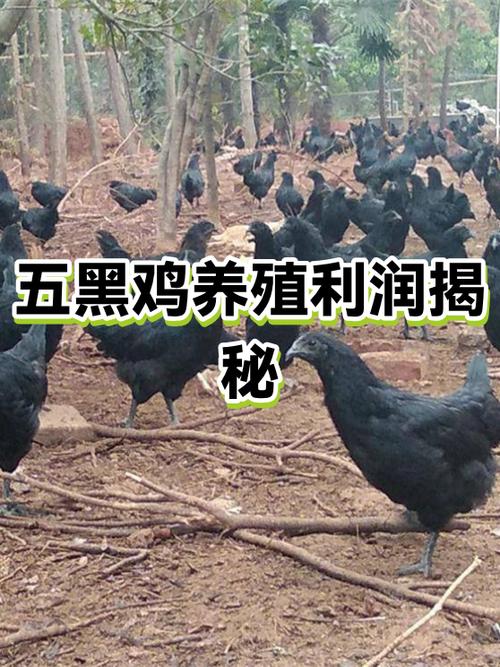 养500只五黑鸡利润缩略图