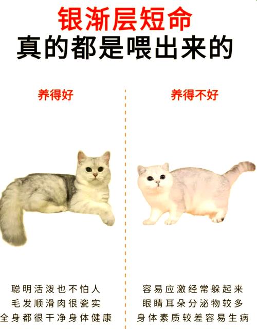 银渐层寿命