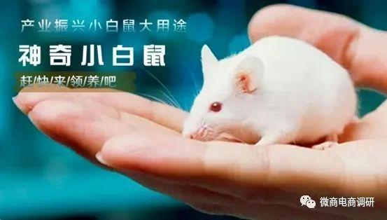 养鼠拿分红缩略图