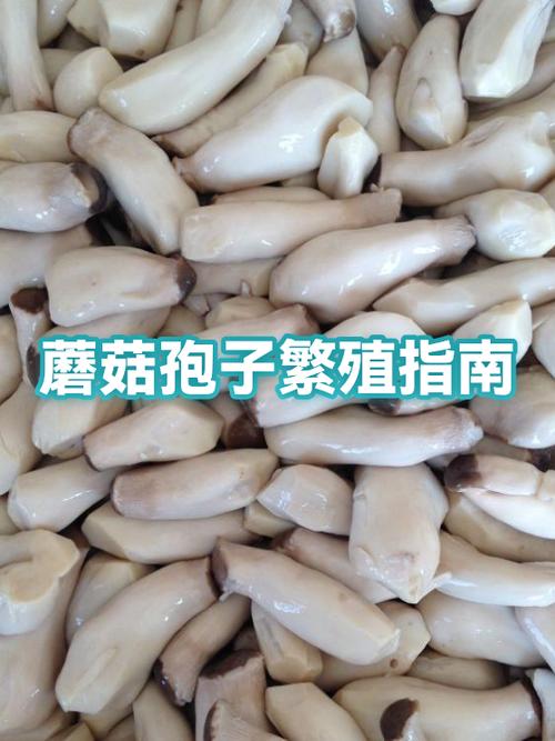 蘑菇繁殖方式是什么缩略图