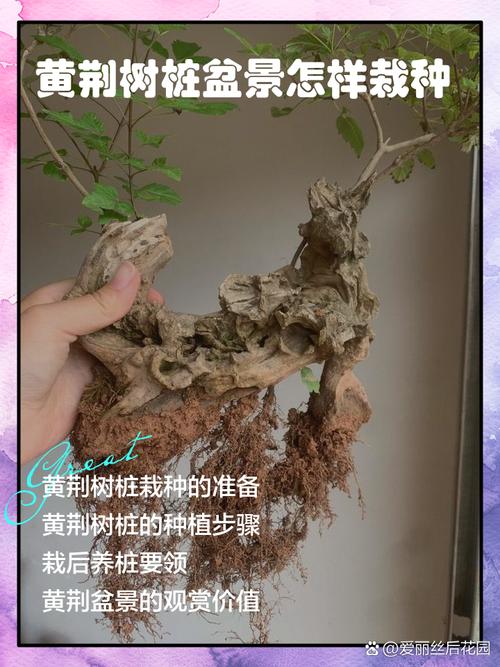 树桩种植方法游戏截图