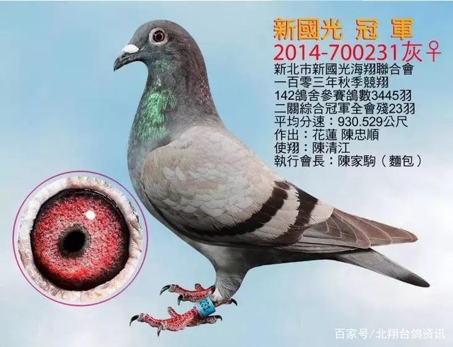 台湾赛鸽名家
