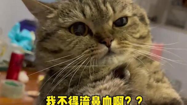 小猫打喷嚏流鼻血游戏截图